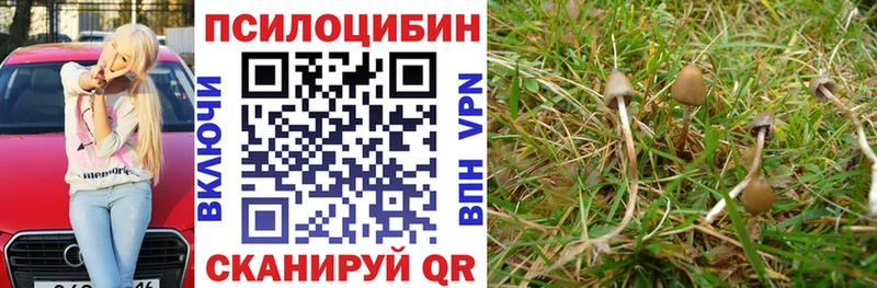 Галлюциногенные грибы MAGIC MUSHROOMS  закладки  Почеп 